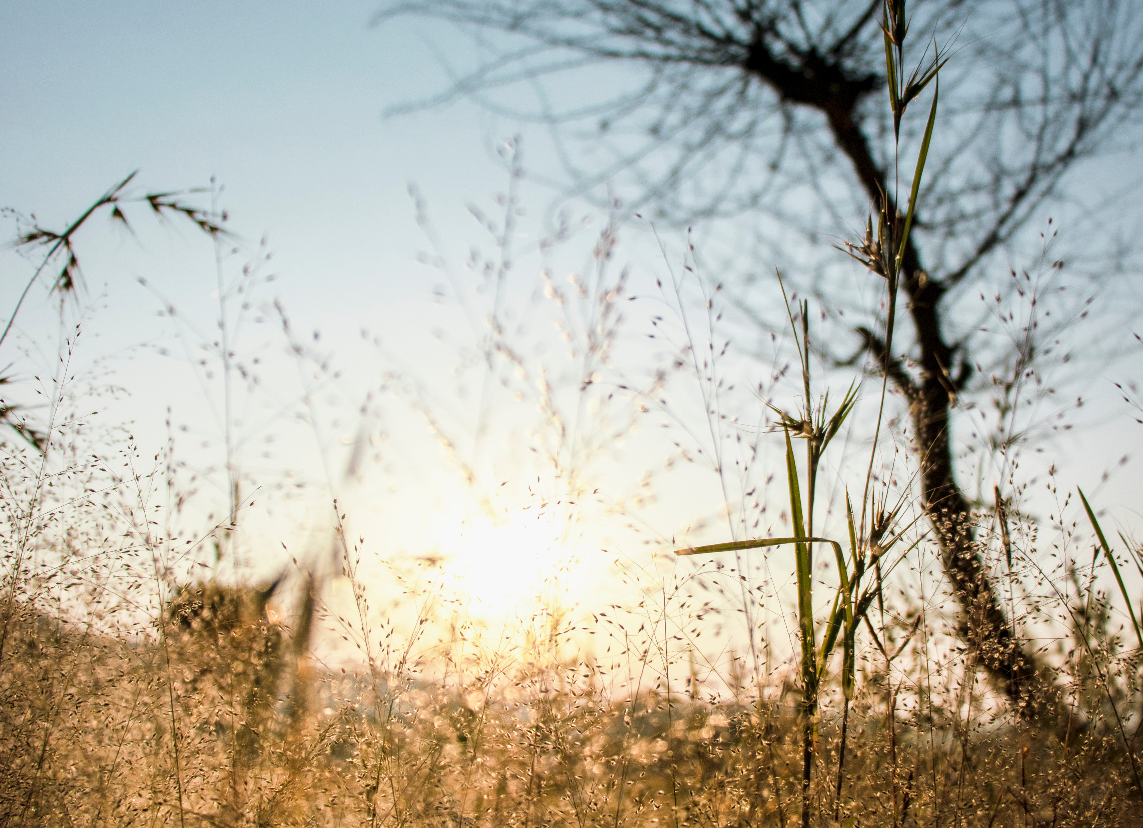 sunset on a straw field